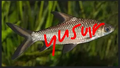Entity's fish, signed by Yusur